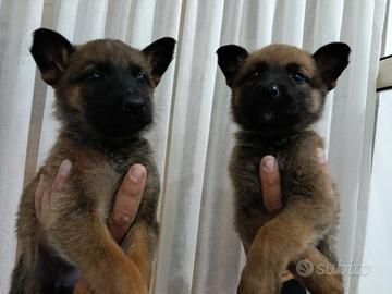Malinois femmine