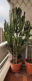 Cactus Euphorbia Eritrea