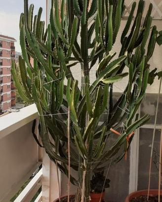 Cactus Euphorbia Eritrea