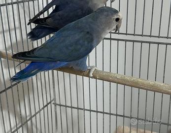 Pappagallo inseparabile