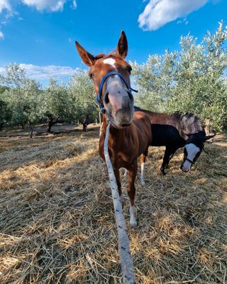 Quarter Horse figlio di Spatatino