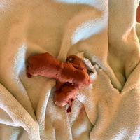 Barboncini toy pedigree enci red