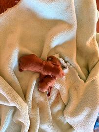 Barboncini toy pedigree enci red