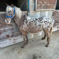 Pony 120 cm femmina da sella