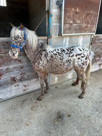 Pony 120 cm femmina da sella