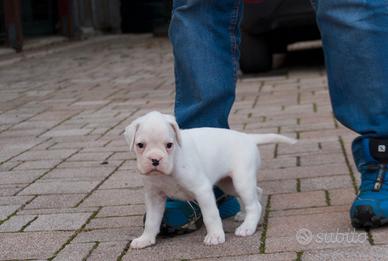 Cucciolo Boxer