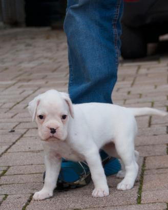 Cucciolo Boxer