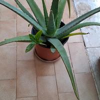 Aloe vera con foglie corpose curative