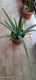 Aloe vera con foglie corpose curative