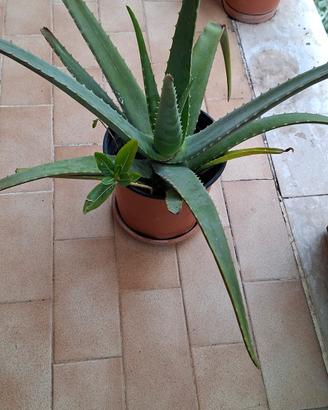 Aloe vera con foglie corpose curative