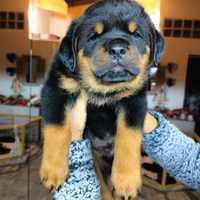 Rottweiler cuccioli maschi