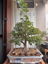 Bonsai acero tridente da seme