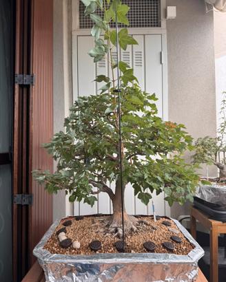 Bonsai acero tridente da seme