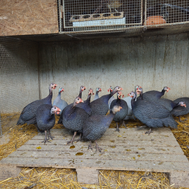 GALLINE FARAONE adulte