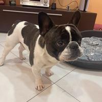 Bulldog francese per monta