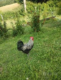 Gallo taglia grande
