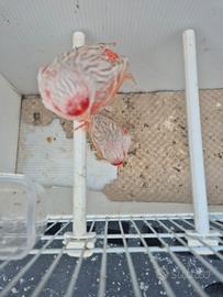 Canarini melanici