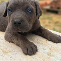 Cuccioli di Cane Corso