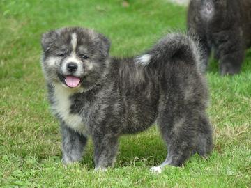 Cuccioli di Akita inu