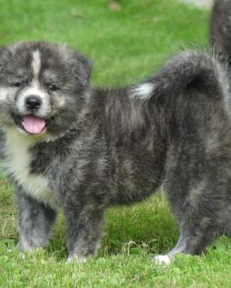 Cuccioli di Akita inu