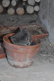Gattino femmina