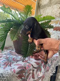 Cucciola di bassotto keninchen