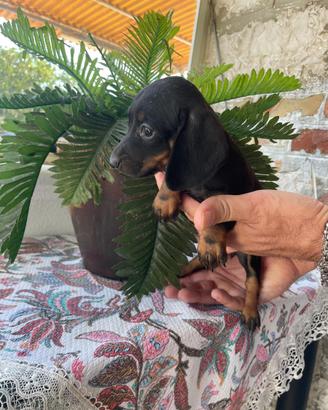 Cucciola di bassotto keninchen