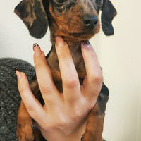 Bassotto arlecchino kaninchen