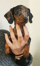 Bassotto arlecchino kaninchen