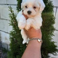 Maltese toy