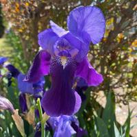 30 Rizomi di Iris Germanica Viola - bulbi
