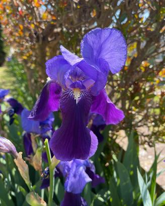30 Rizomi di Iris Germanica Viola - bulbi