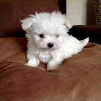 Maltesini miny coreani