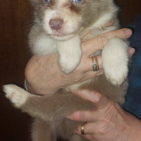 Cuccioli maschi di Border Collie con pedigree