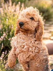 Cockapoo (cocker femmina barboncino maschio)
