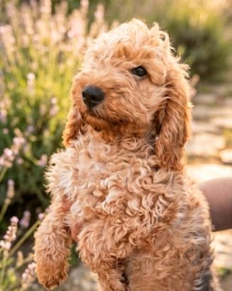 Cockapoo (cocker femmina barboncino maschio)