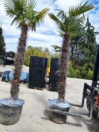 Palma (Chamaerops Excelsa - Trachycarpus Fortunei)