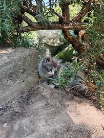 Gattini dolcissimi