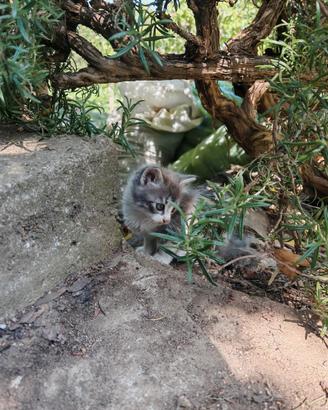 Gattini dolcissimi