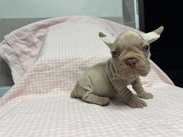 Bulldog francese big rope