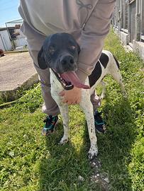 Razzo simile pointer 5 anni ben socializzato