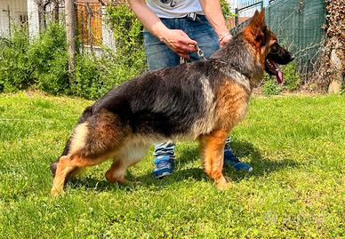 Femmina di pastore tedesco