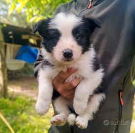 Border Collie