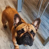 Bulldog francese per accoppiamento