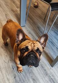 Bulldog francese per accoppiamento