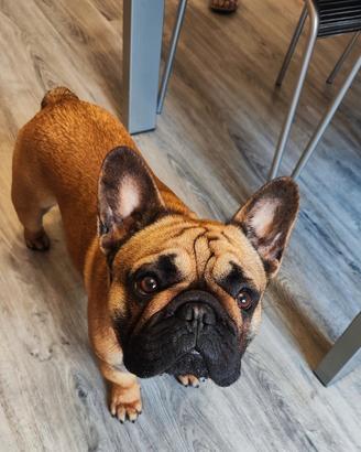 Bulldog francese per accoppiamento