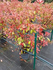 PIANTE PHOTINIE 