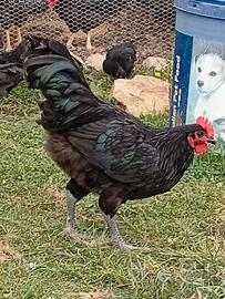 Australorp maschio giovane 2026