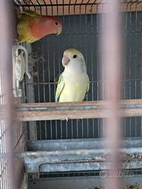 Inseparabili roseicollis