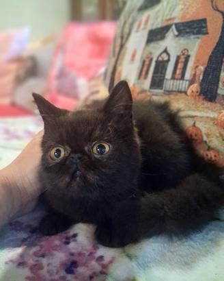 Exotic shorthair